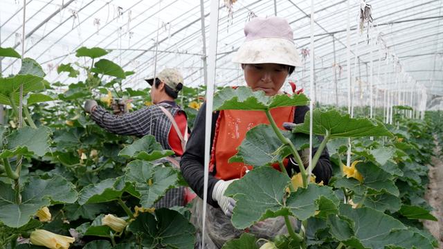 农业与互联网｜从昌乐贝贝南瓜产业看电商红利与农业现代化